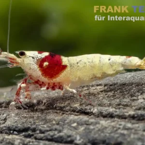 Direktkauf Pure Red Line Garnele, Grade A-S Mix, Caridina logemanni